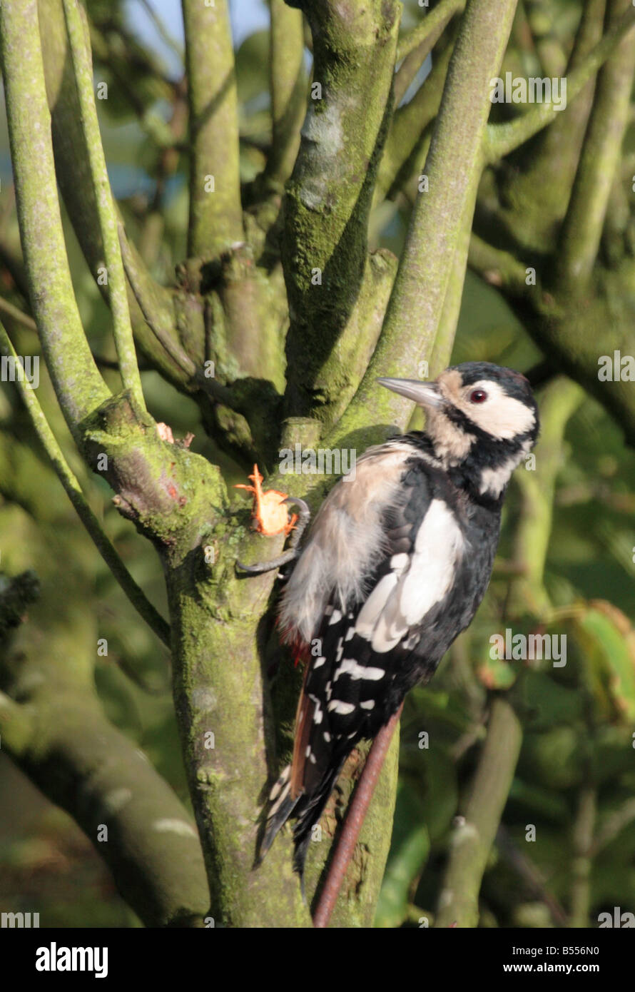 Greater spotted woodpecker on tree Stock Photo
