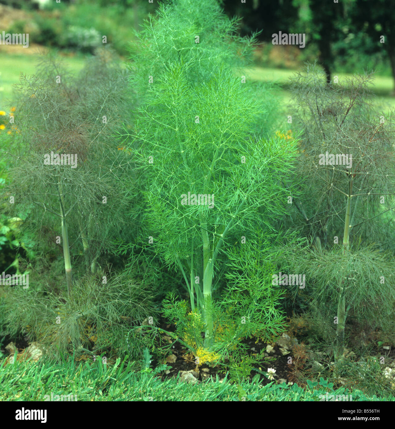 Green bronze coloured fennel growing in a herb garden Devon Stock Photo Alamy