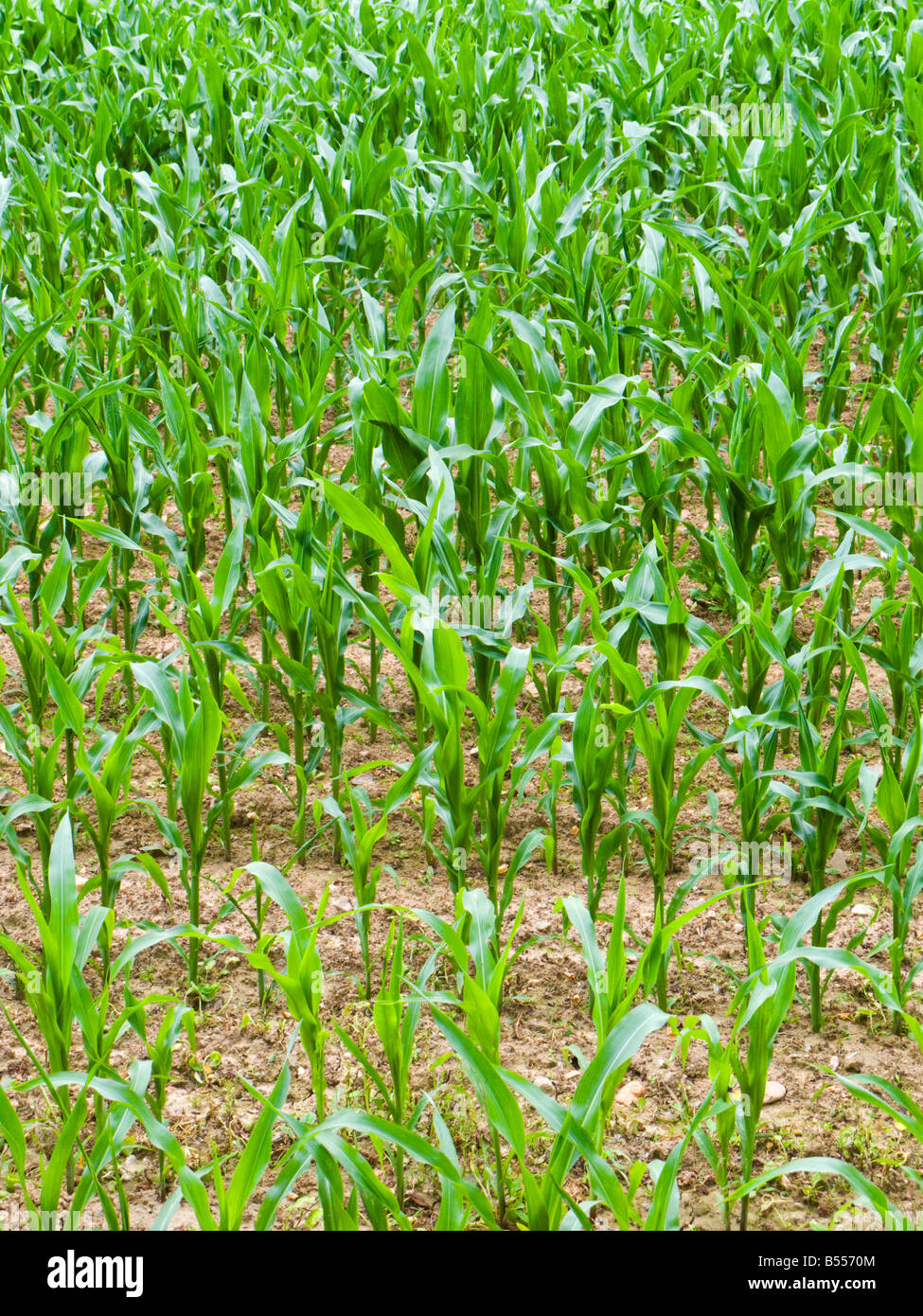 Young new Maize plants in summer growing in a field Stock Photo