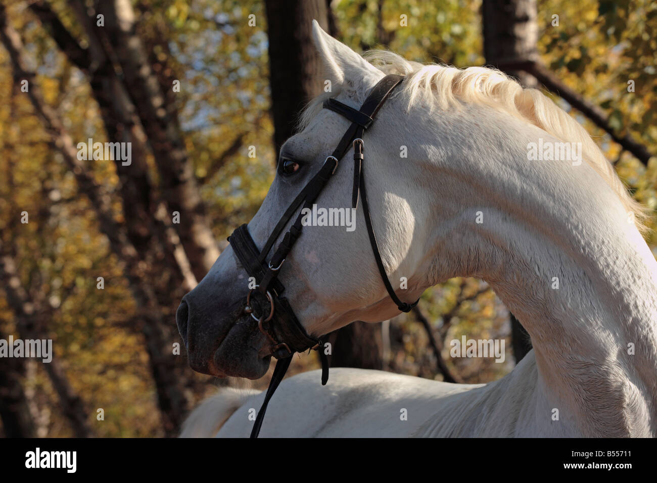 White arabian horse in the solar autumn afternoon in park Stock Photo