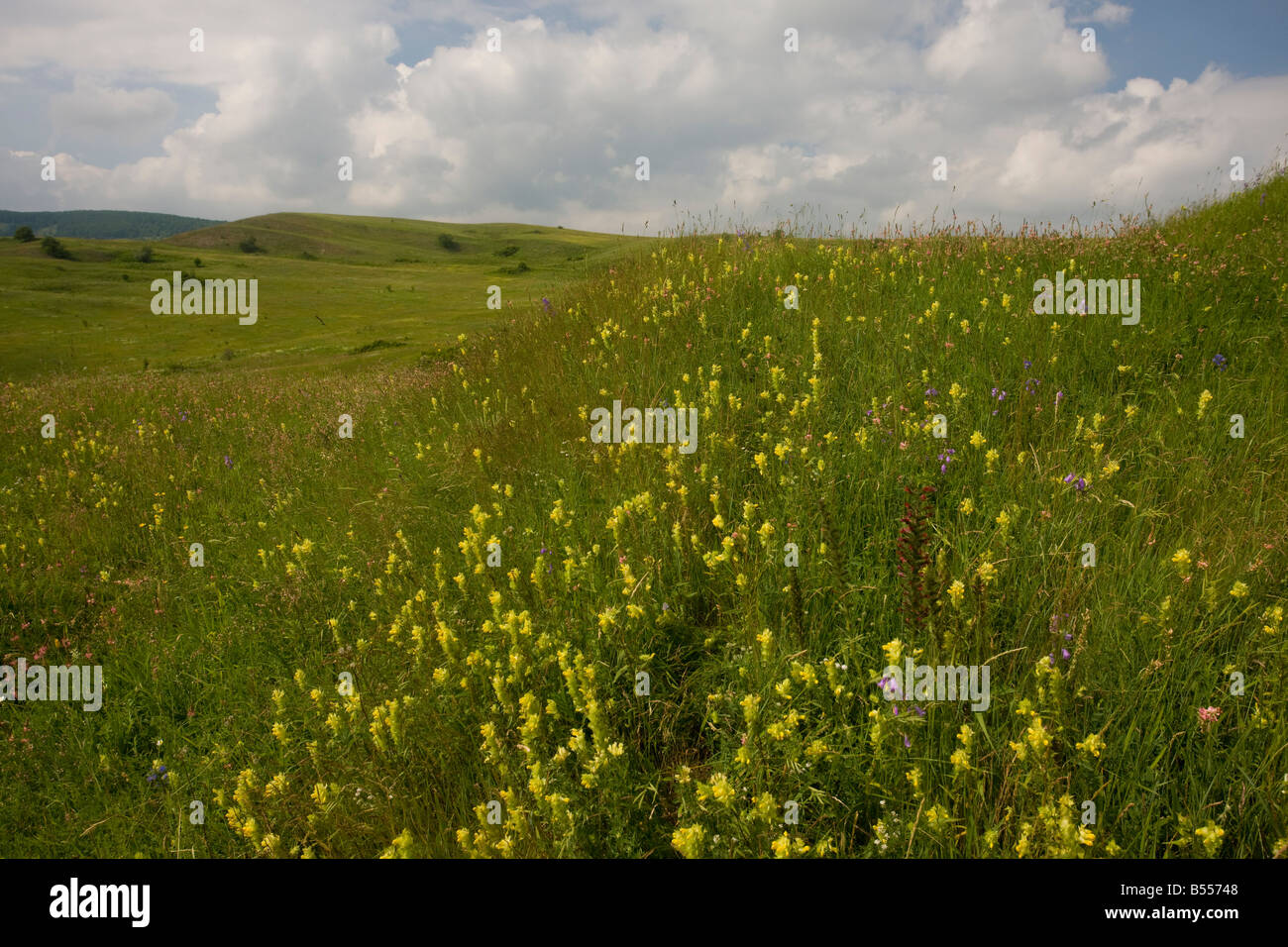 The vast open flowery grasslands around the Saxon village of Viscri, Transilvania Romania with Yellow rattle and Echium russicum Stock Photo