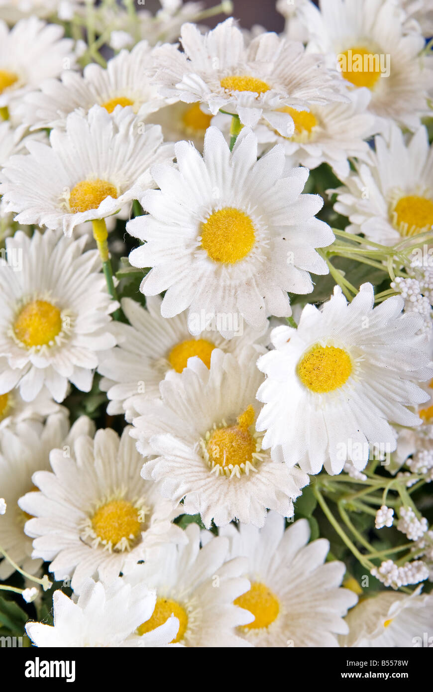 great image of some white silk daisy flowers Stock Photo