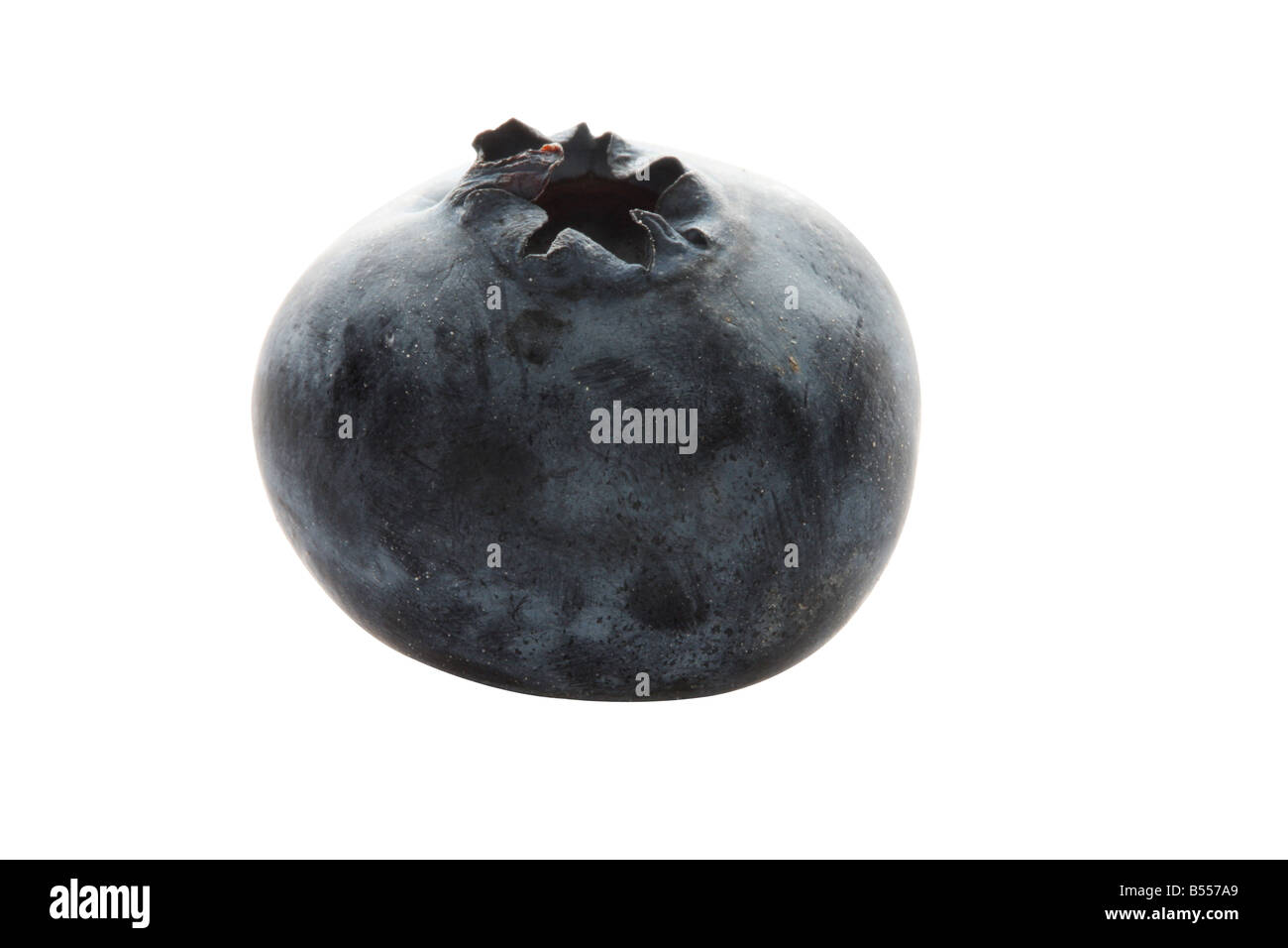 Macro shot of a single blueberry isolated on white with clipping paths Stock Photo