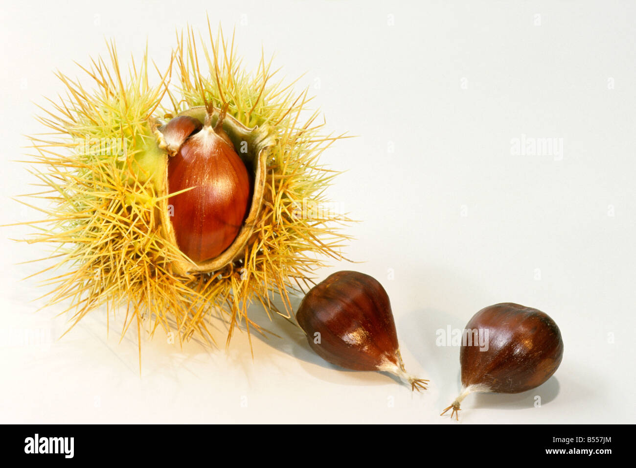 Spanish Chestnut, Sweet Chestnut (Castanea sativa), edible chestnuts, studio picture Stock Photo