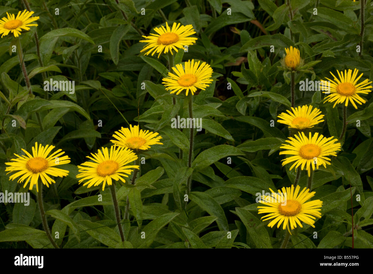 Irish Fleabane Inula salicina in flower Old grassland Romania Stock Photo