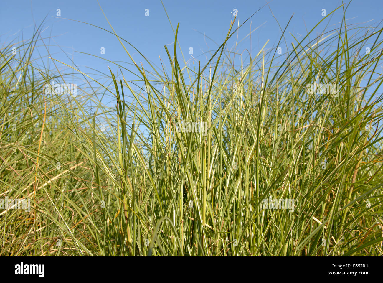 TALL GRASS Stock Photo