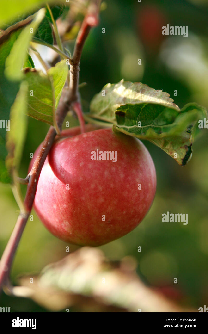 ripe apple on a tree Stock Photo