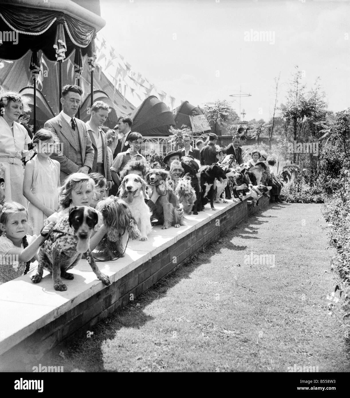 Animals: Dogs: Owners and contestants seen here talking part in The Daily Mirror Dog Show, London. July 1953 D3828-007 Stock Photo