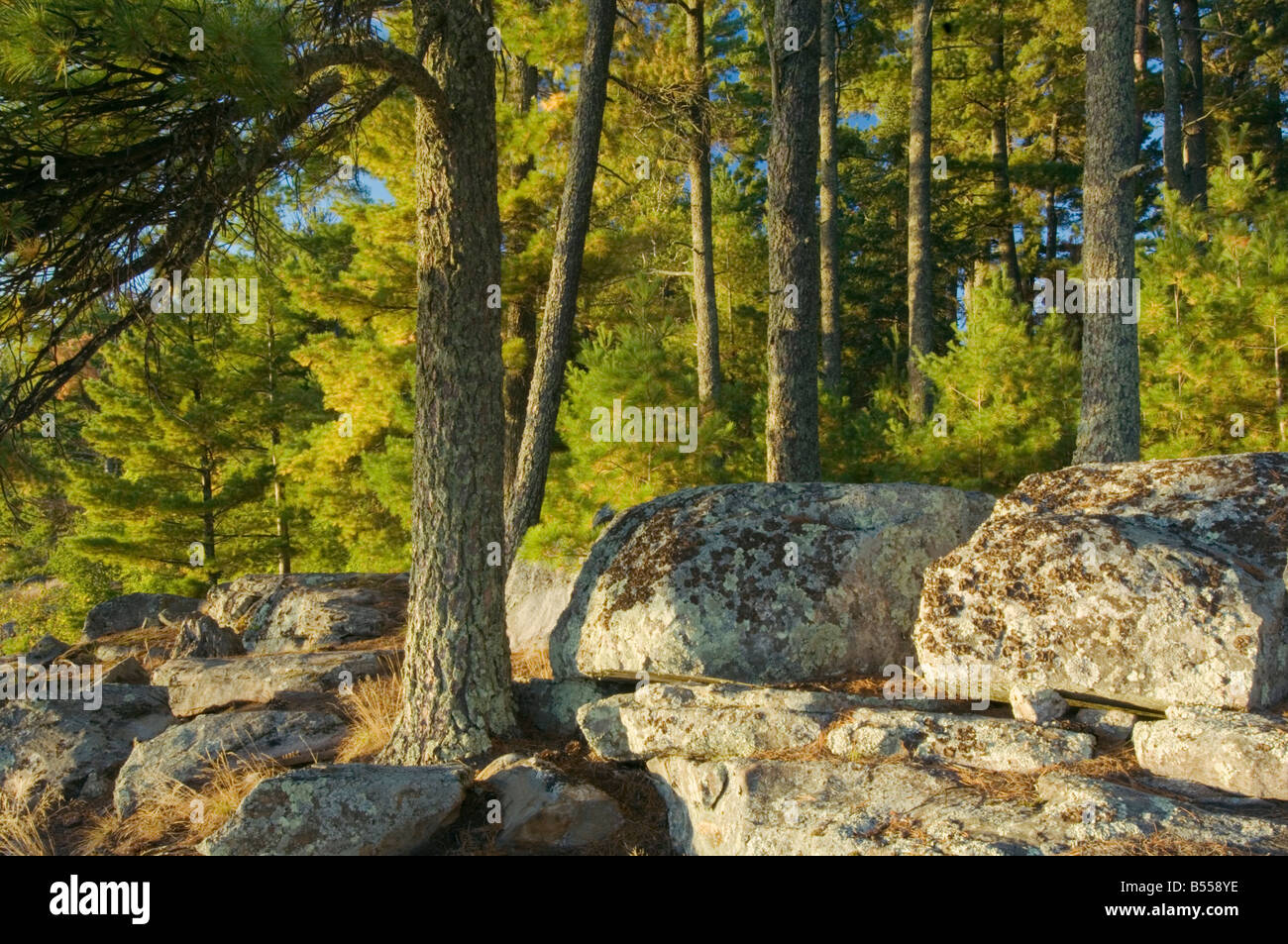 Evergreens and rocks at Pine Point Campsite Lake Kabetogama Voyageurs ...