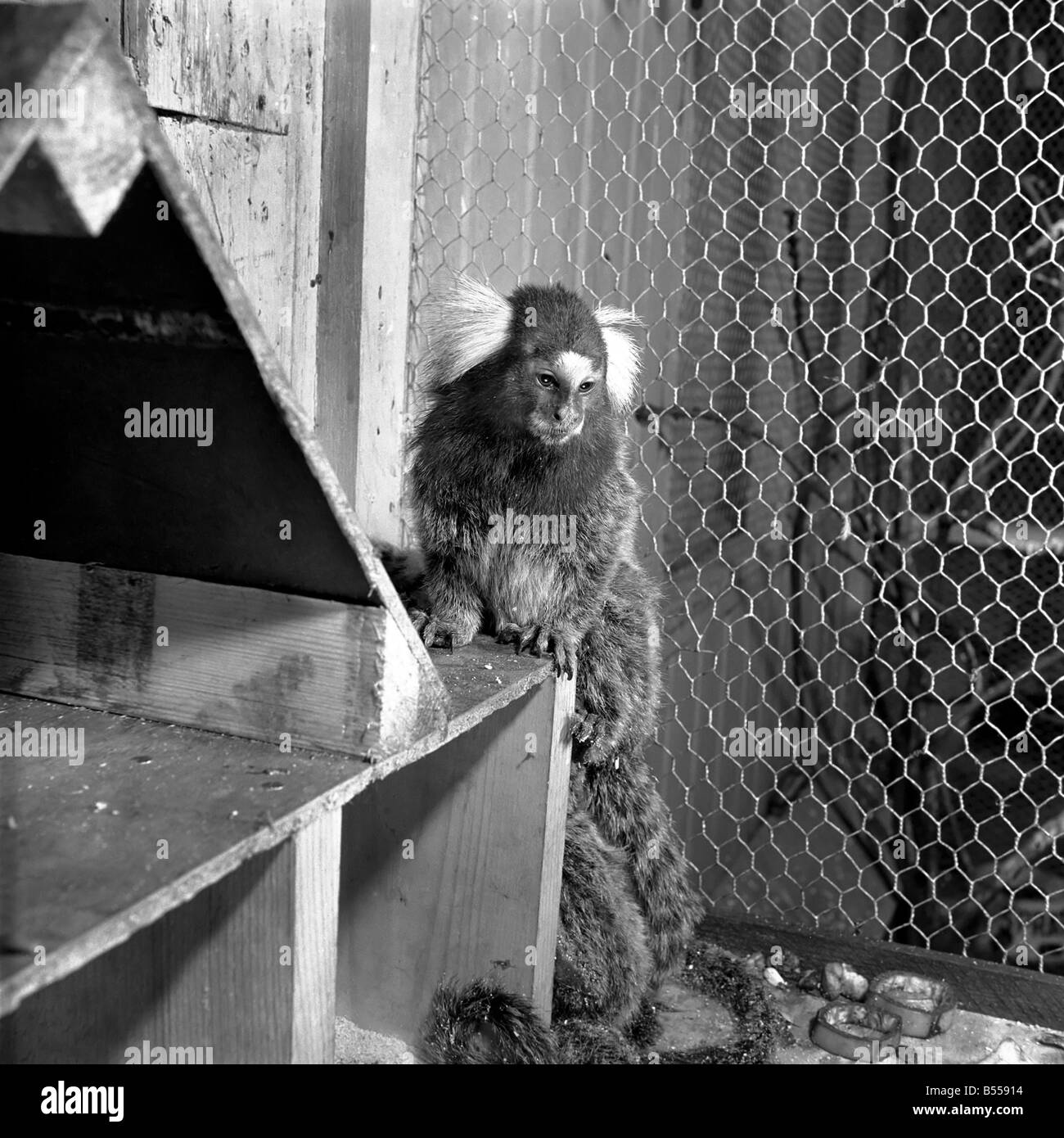 Animals Zoo Marmosets from Brazil seen here at Chessington Zoo