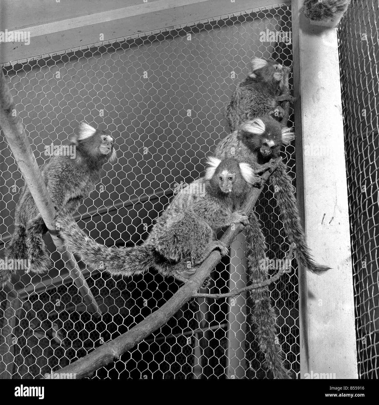 Animals Zoo Marmosets from Brazil seen here at Chessington Zoo