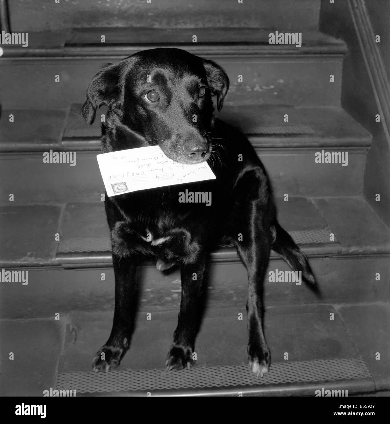 Animals Dogs: Black mongrel Susan who lives in a block of offices at 7, Bruce Grove, Tottenham, collects the mail from the postman every morning and delivers it to the correct office in the block. August 1953 D5105 Stock Photo