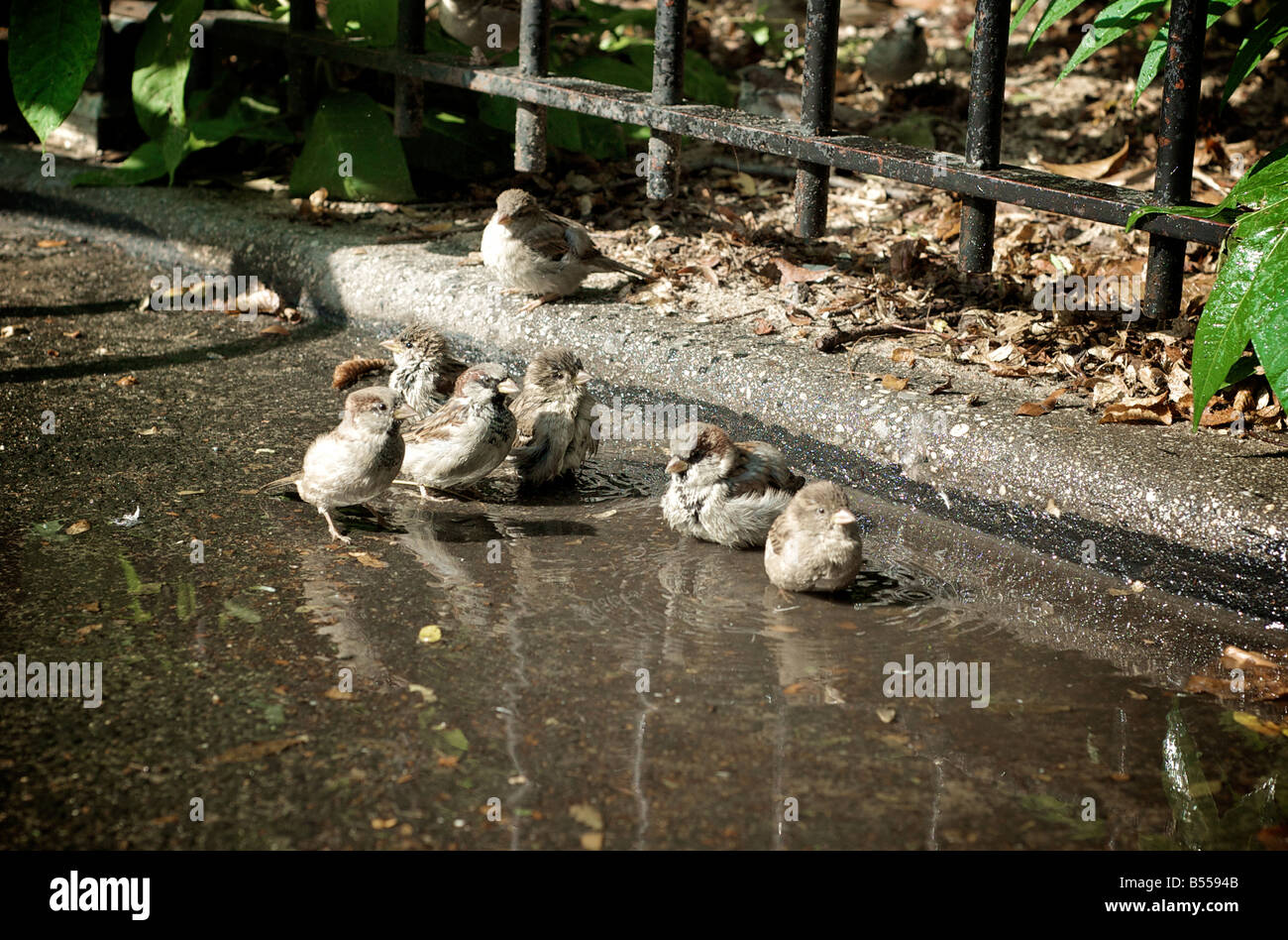 Many Birds Bathing in a Puddle in a Hot Summer Day in Brooklyn New York Stock Photo
