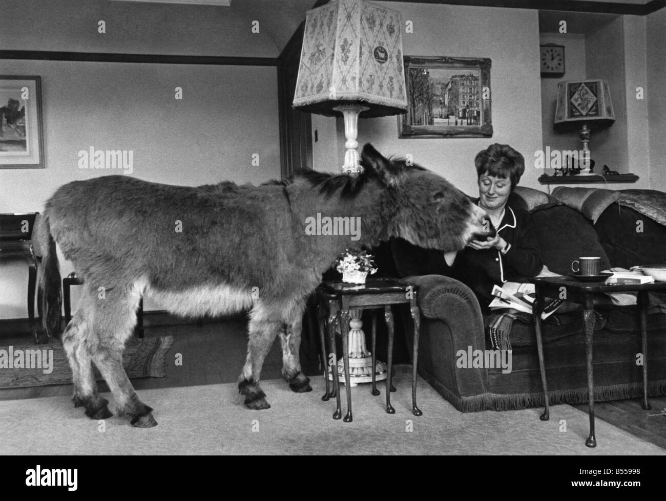 Benjie the donkey joins Mrs. Lundie for morning coffee and biscuits and obviously feels very much at home. ;April 1967 ;P011786 Stock Photo