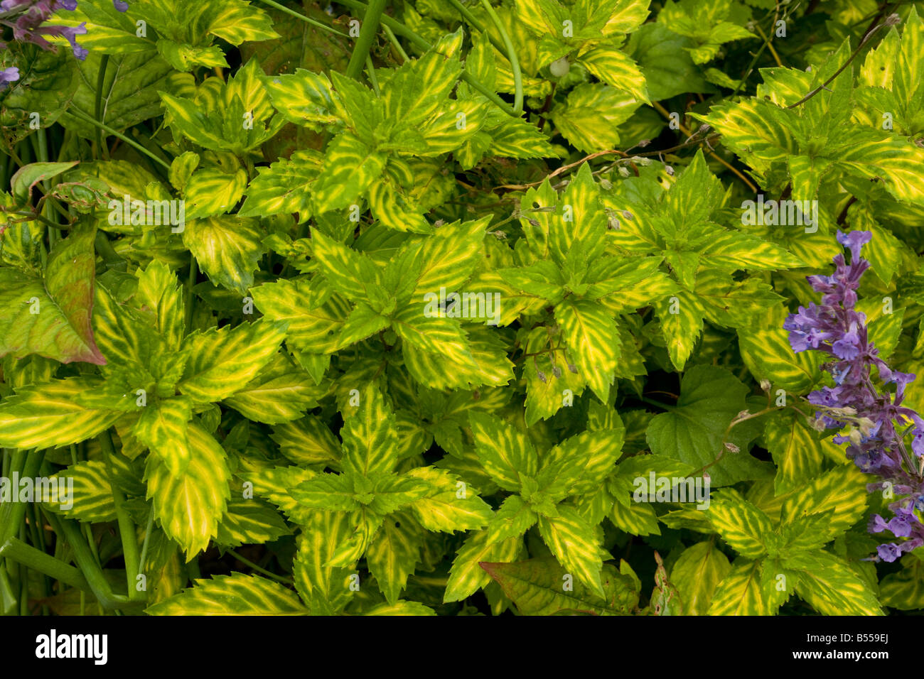 Variegated Ginger mint Mentha gracilis variegata M x gentilis foliage Stock Photo