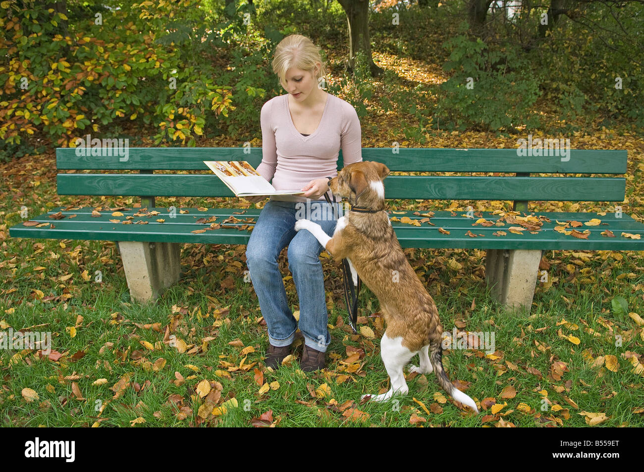dog behaviour : dog attracting attention Stock Photo