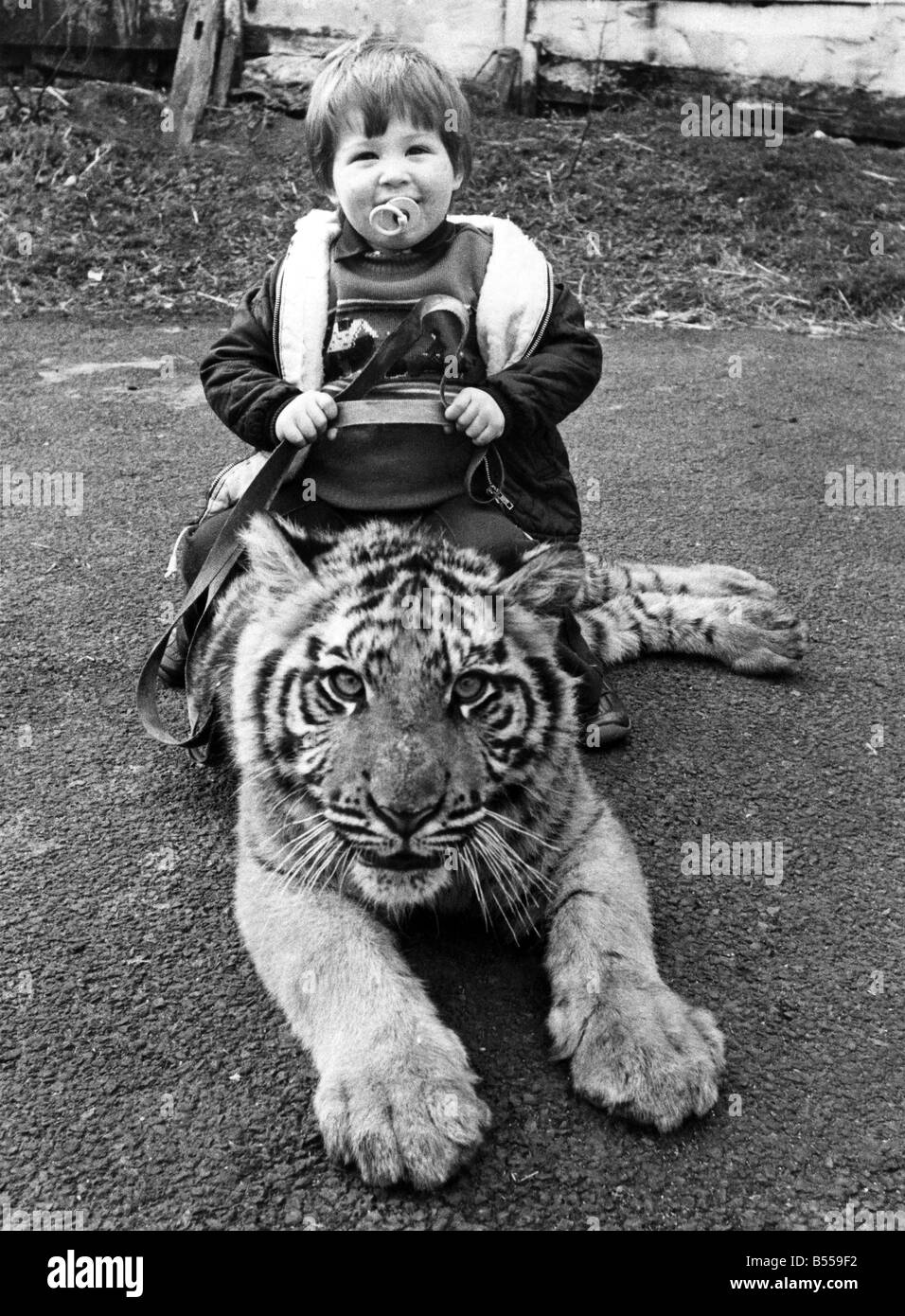 Tiger Tot; The bigger they are the harder they fall for little Alex Lacey. His latest conquest is Meena, a six-month-old Bengal Stock Photo