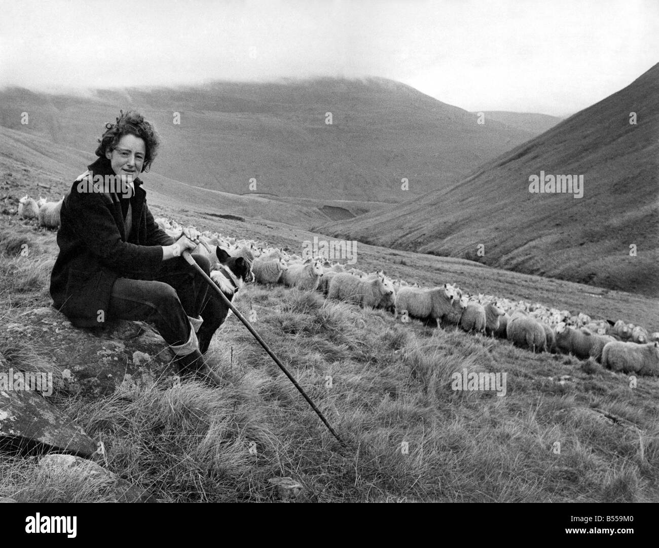 Shepherdess: How's this for Woman's lib.with only the mountains and the mist around her, 29 year old Agnes Wilson from Bodesbeck, near Selkirk, goes about her daily job. For Agnes is one of the few shepherdesses in the country. She is pictured here with one of her four dogs Maree, and 300 hundred of the sheep that she looks after. December 1971 P012555 Stock Photo