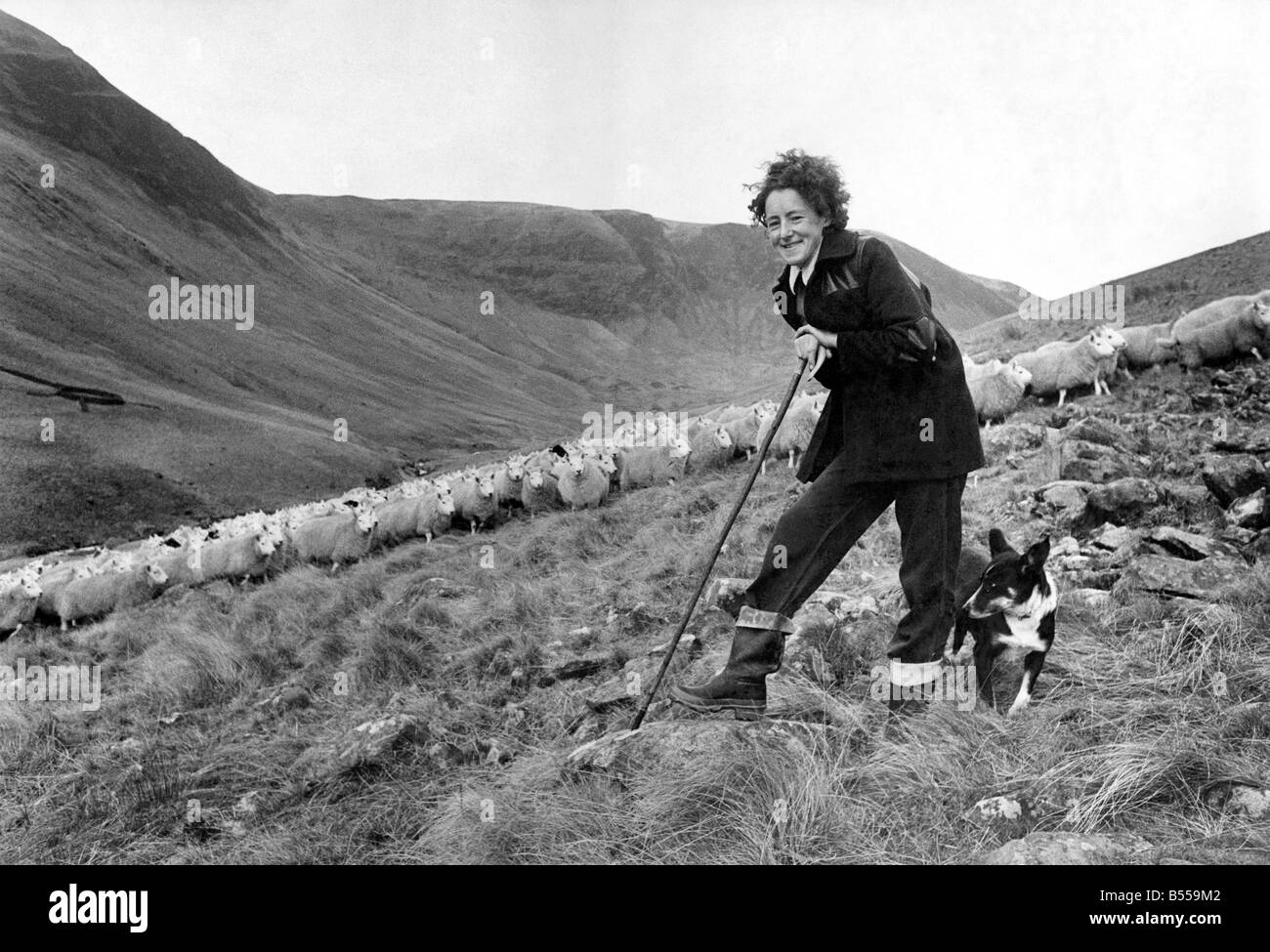 Shepherdess: How's this for Woman's lib. with only the mountains and the mist around her, 29 year old Agnes Wilson from Bodesbeck, near Selkirk, goes about her daily job. For Agnes is one of the few shepherdesses in the country. She is pictured here with one of her four dogs Maree, and 300 hundred of the sheep that she looks after. December 1971 P012556 Stock Photo