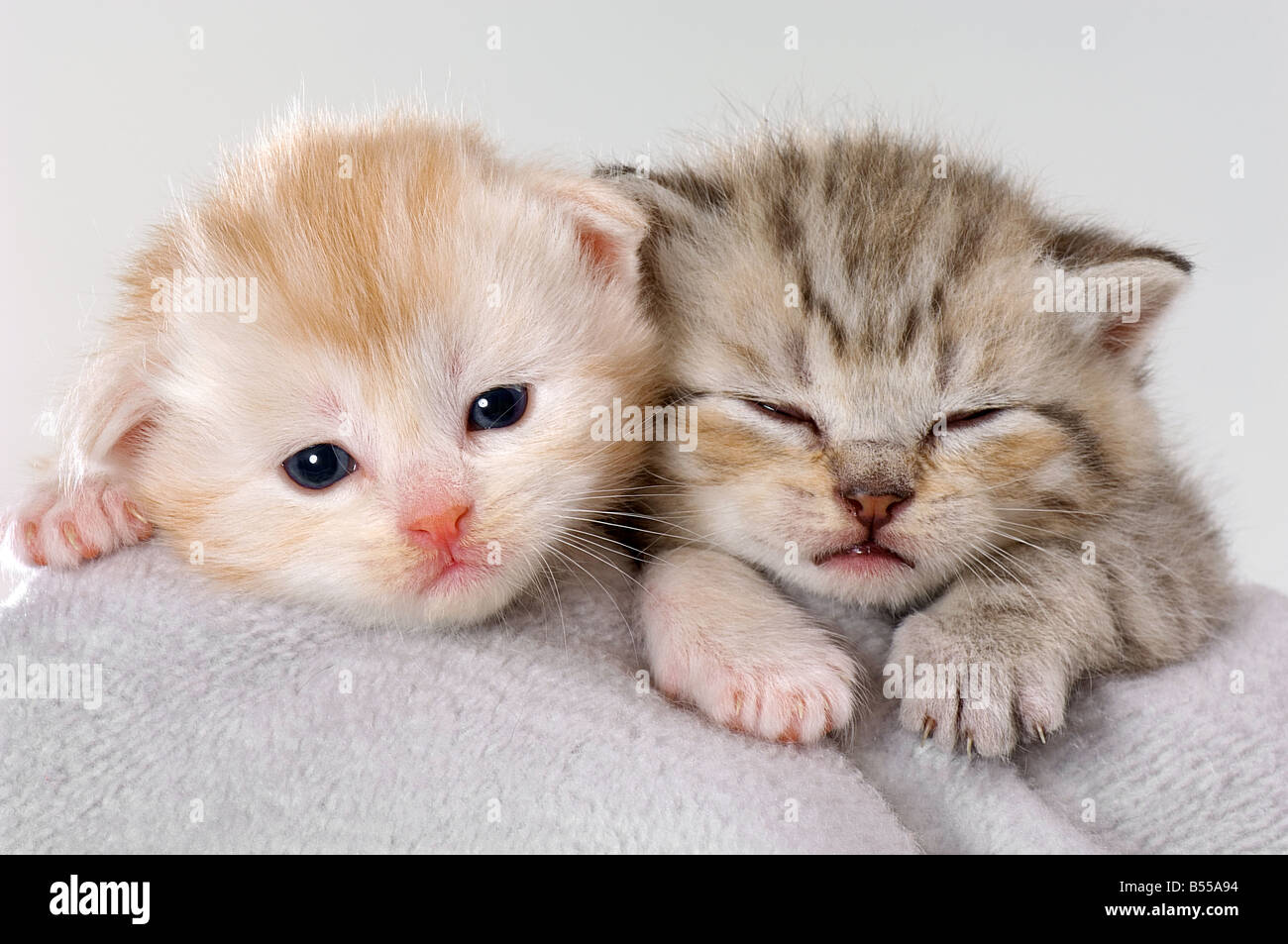 British Shorthair Kitten And Maine Coon Kitten 19 Days Stock