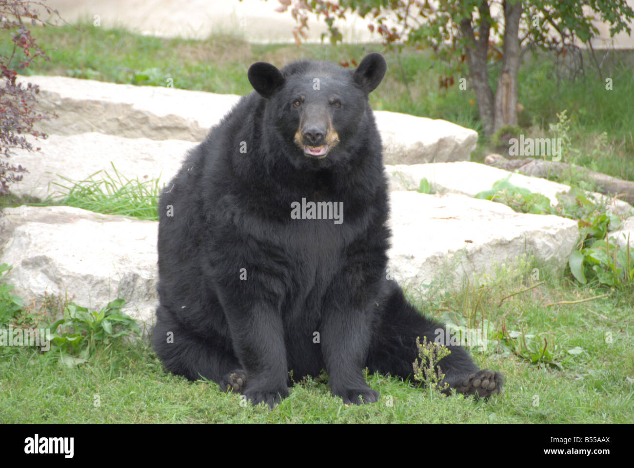 A black bear sitting in the grass. Stock Photo