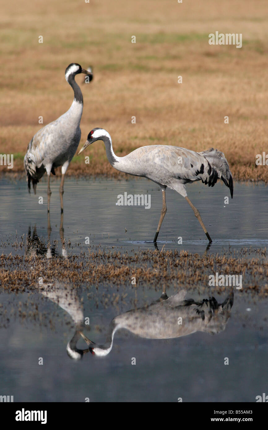 Israel Hula Valley Grey Cranes Grus grus at the Agamon lake winter February Stock Photo