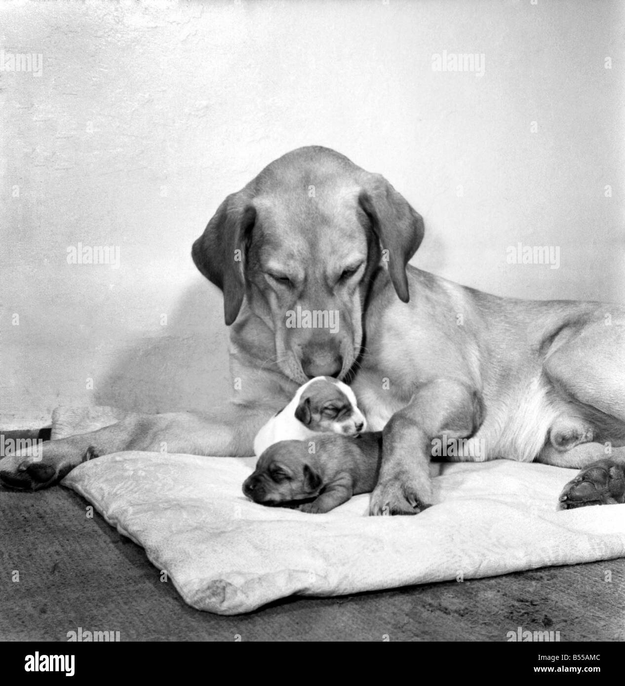 Dog and Puppies Sandy the lost dog with the two pups that were