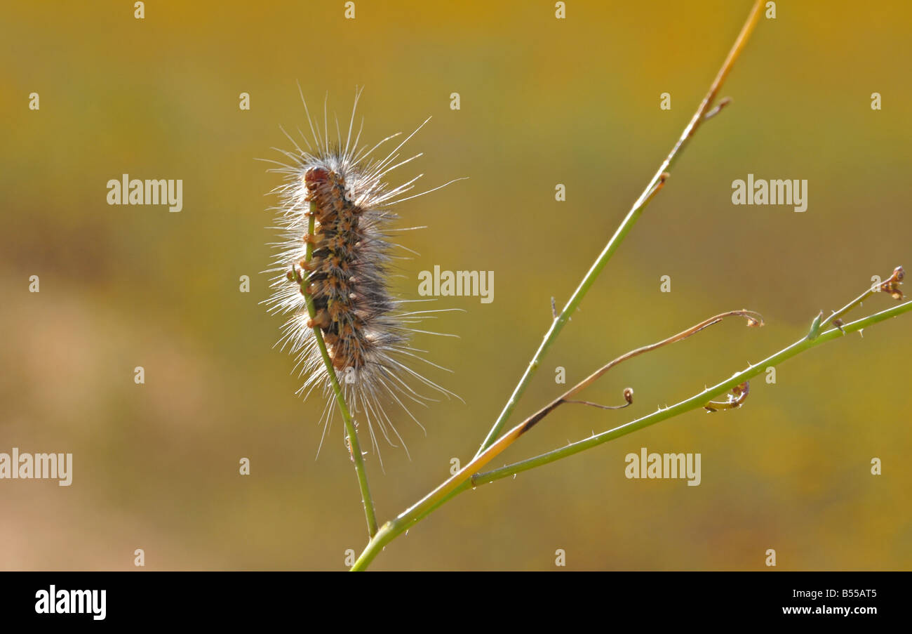 Hairy insect hi-res stock photography and images - Alamy