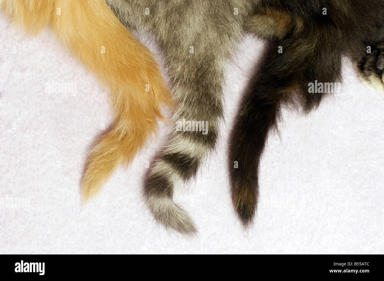 cats - tails Stock Photo