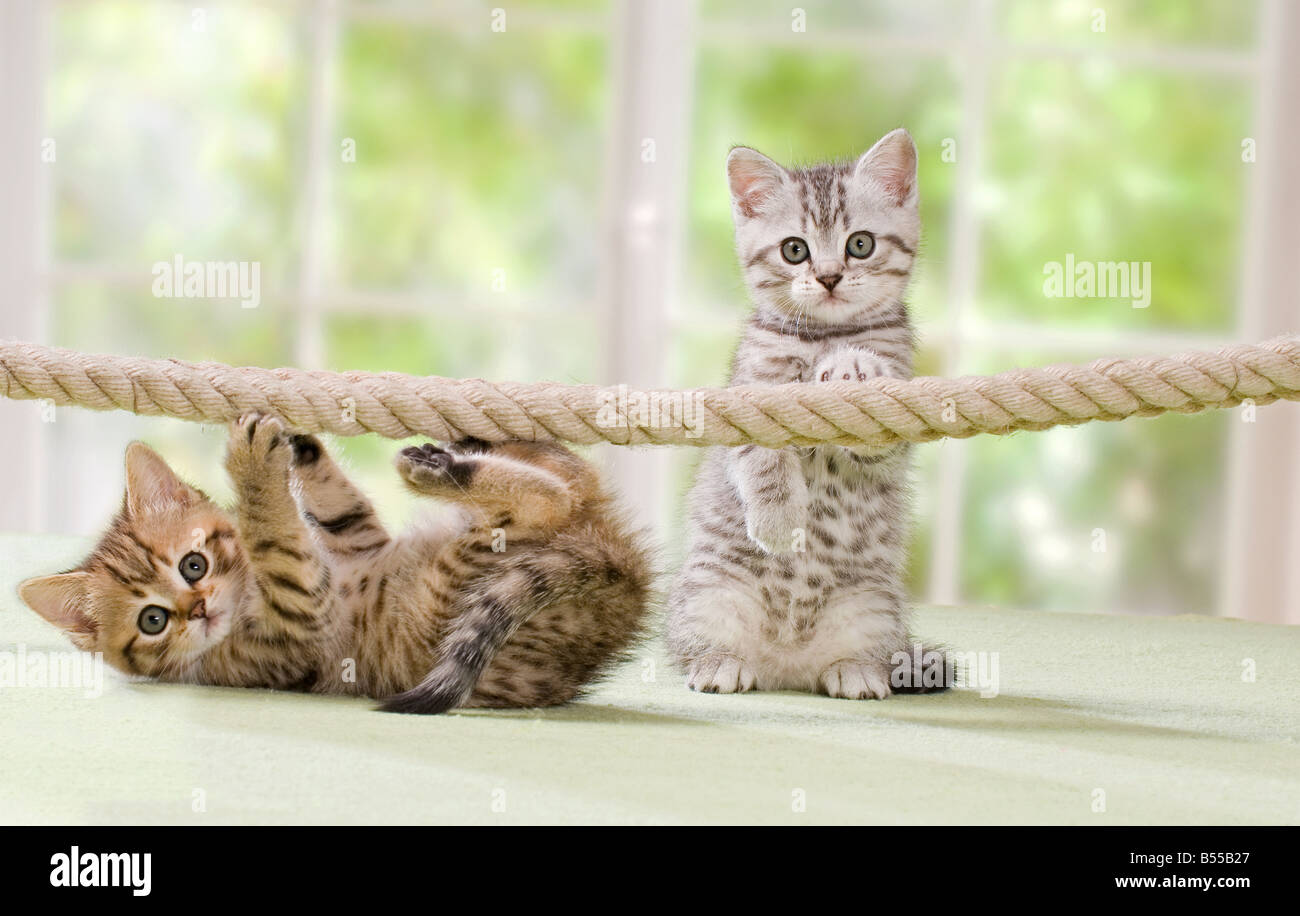 Kitten playing with a cord hi-res stock photography and images - Alamy