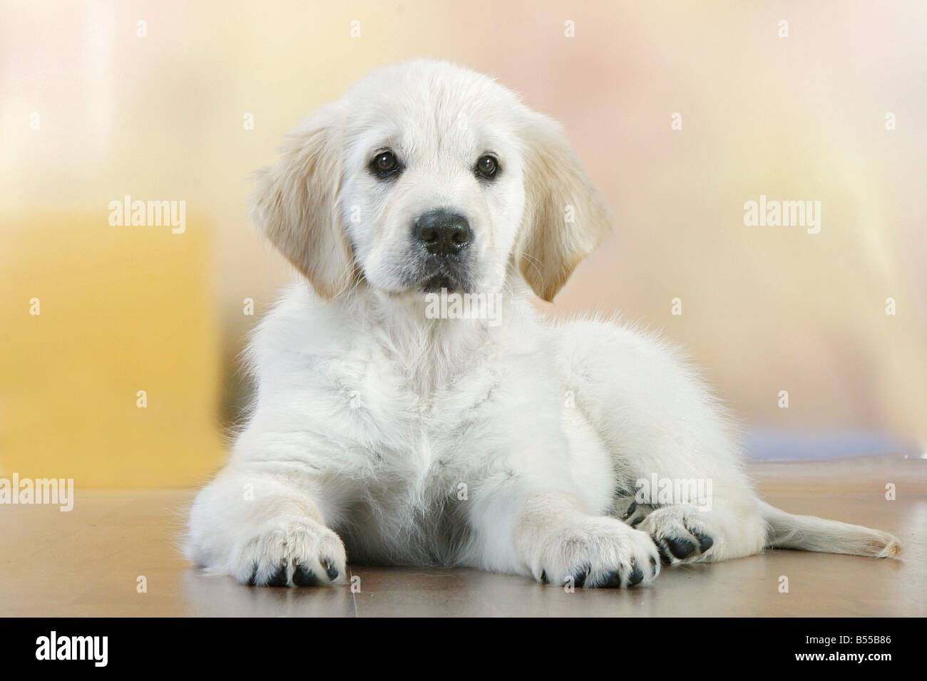 Golden Retriever puppy - lying Stock Photo - Alamy
