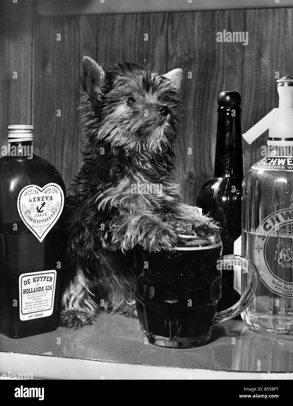 Penny the pint size pooch is a minature Yorkshire Terrier with a pint sized thirst she likes to share a pint a mild with her owner Mr Harold Hervey, of The Ridgeway Fleetwood Lanos she always goes with him tucked inside his coat in the winer weather. Penny is about 7 inches long, 4 inches high.. and was the smallest of a litter of three she is 4 months old. January 1962 P012674 Stock Photo