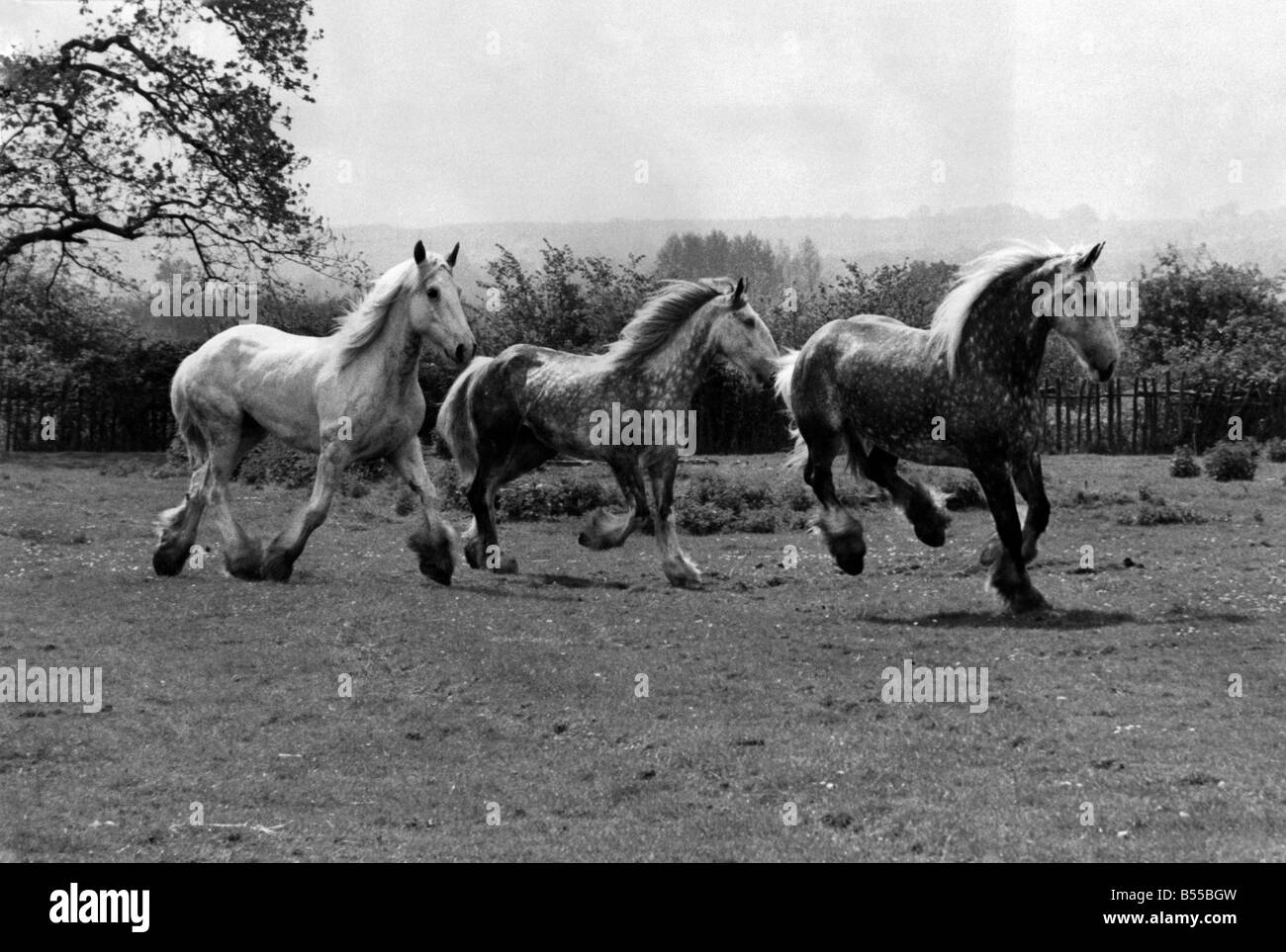 Shire horses Black and White Stock Photos & Images - Alamy