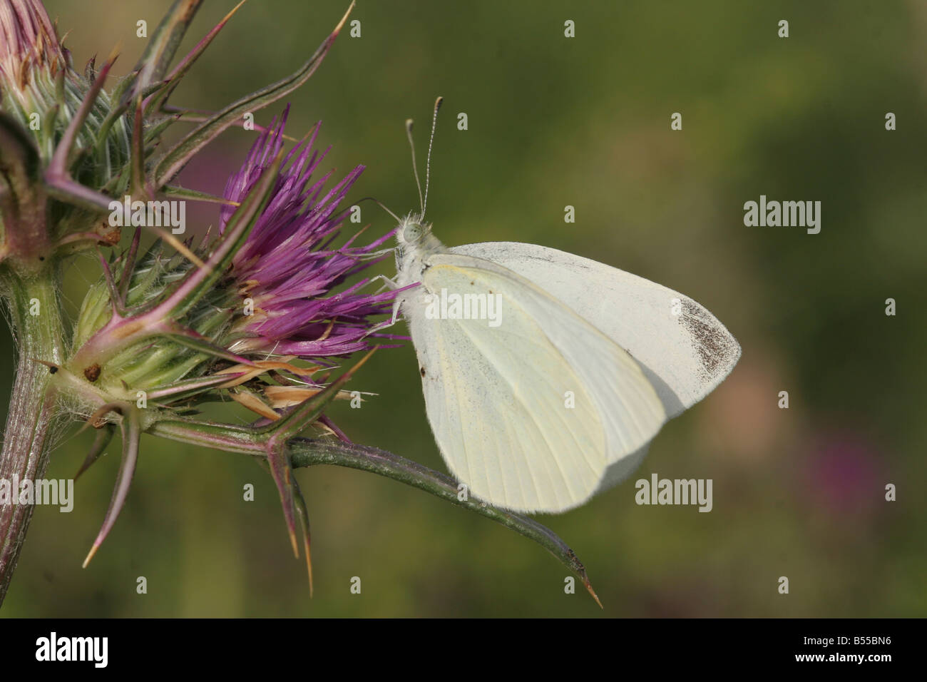 The Large White or Cabbage White Pieris brassicae Butterfly shot in Israel Spring April Stock Photo