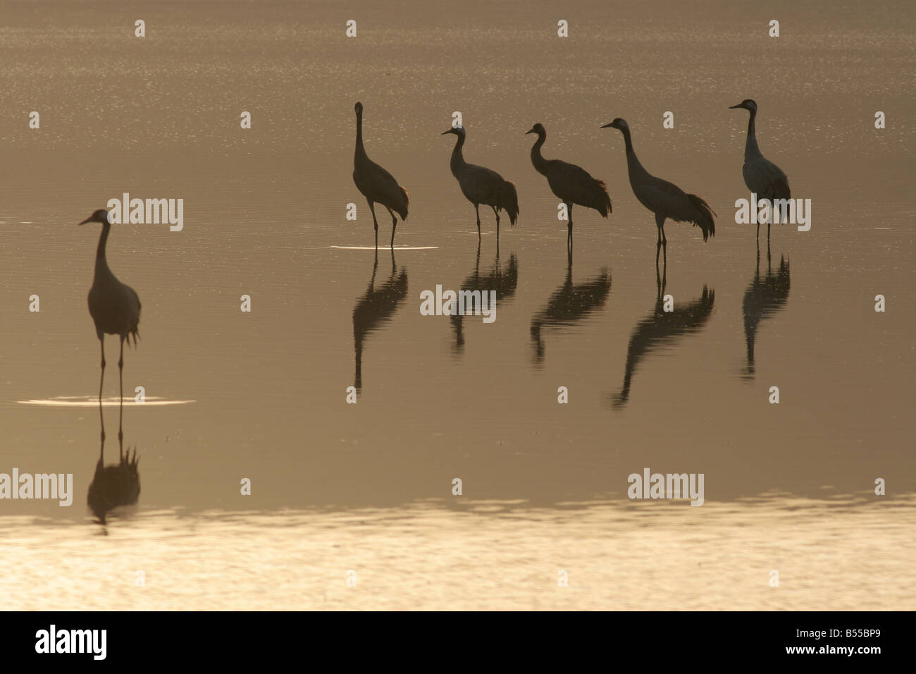 Grey cranes hi-res stock photography and images - Alamy