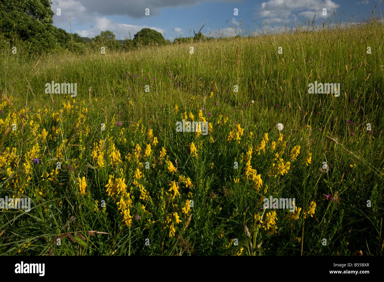 Dyer's Greenweed Genista tinctoria in old hay meadow Somerset Stock Photo
