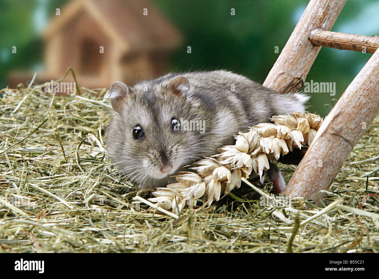 Dzhungarian Dwarf Hamster on moss Stock Photo - Alamy