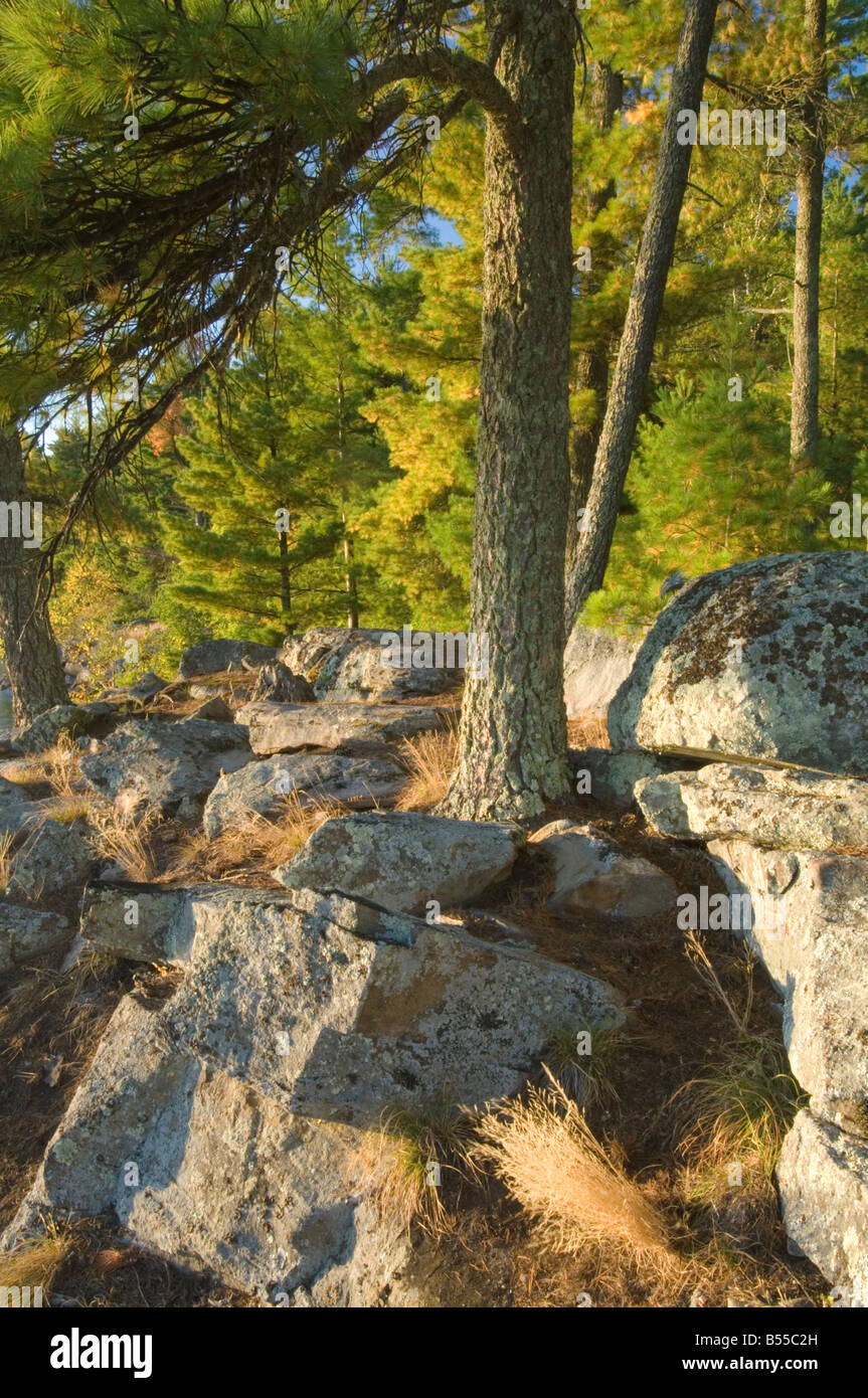 Evergreens and rocks at Pine Point Campsite Lake Kabetogama Voyageurs ...