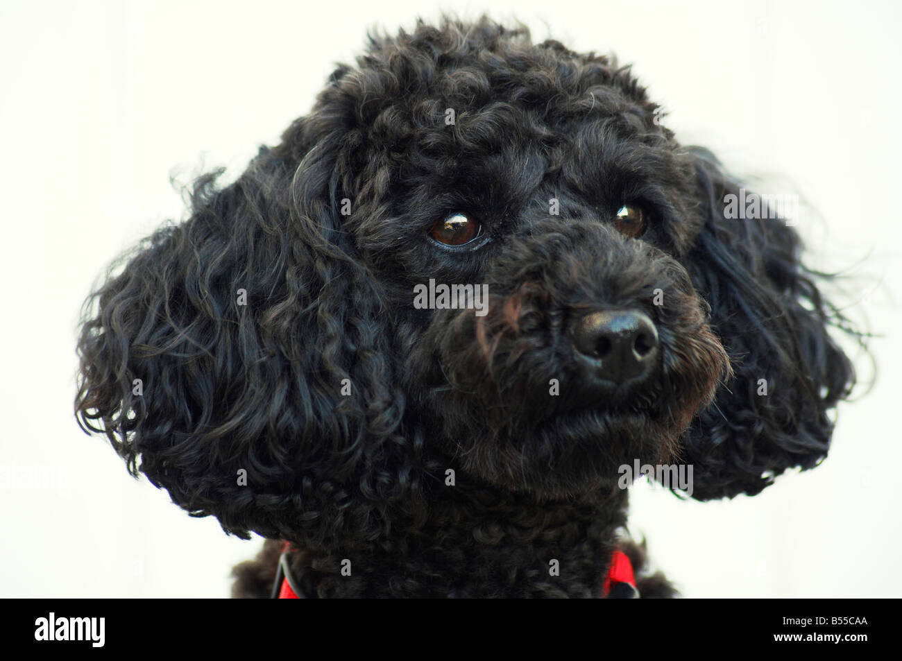 Male toy top poodle for sale