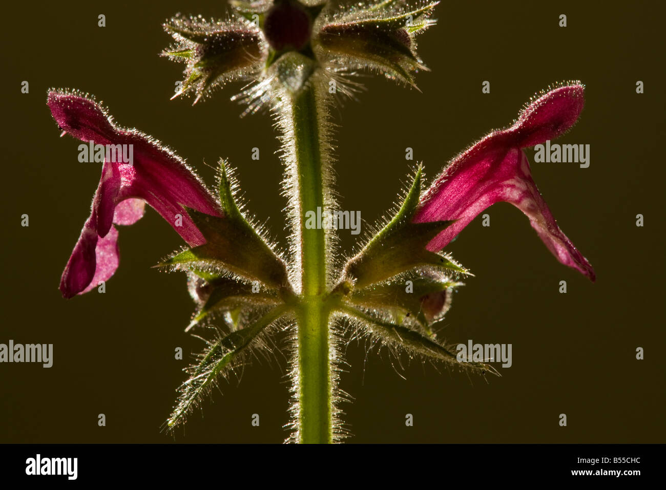 Hedge Woundwort (Stachys sylvatica) against the light, close-up Stock Photo