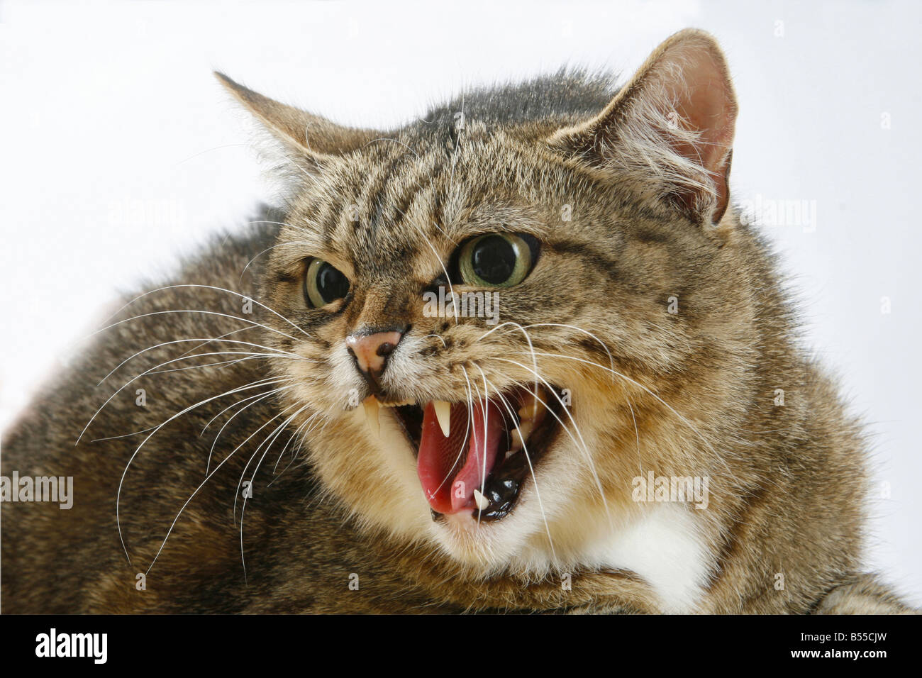 Cat hissing hires stock photography and images Alamy