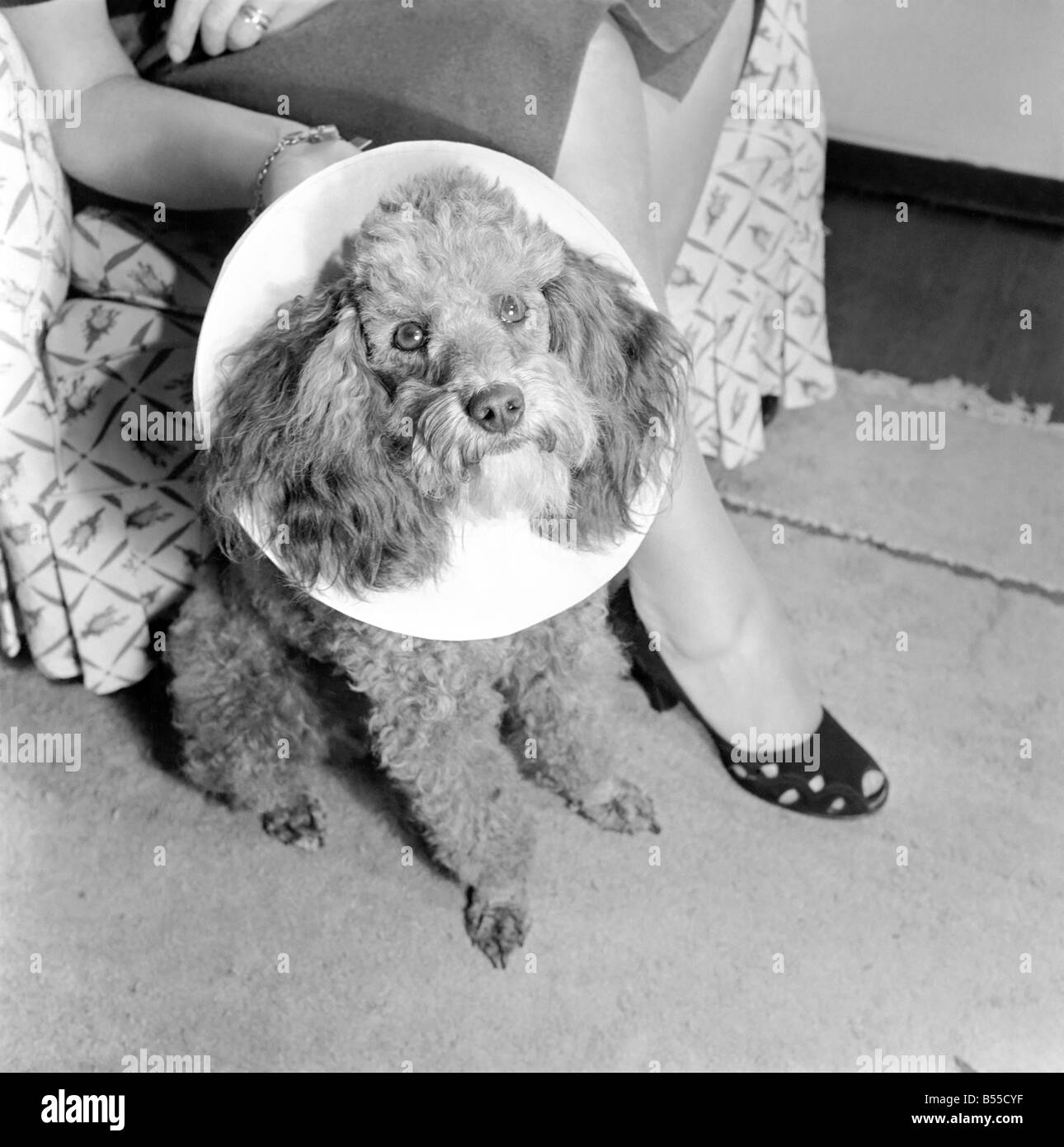 Animals Dogs French Poodle Up to scratchThis little fellow has been