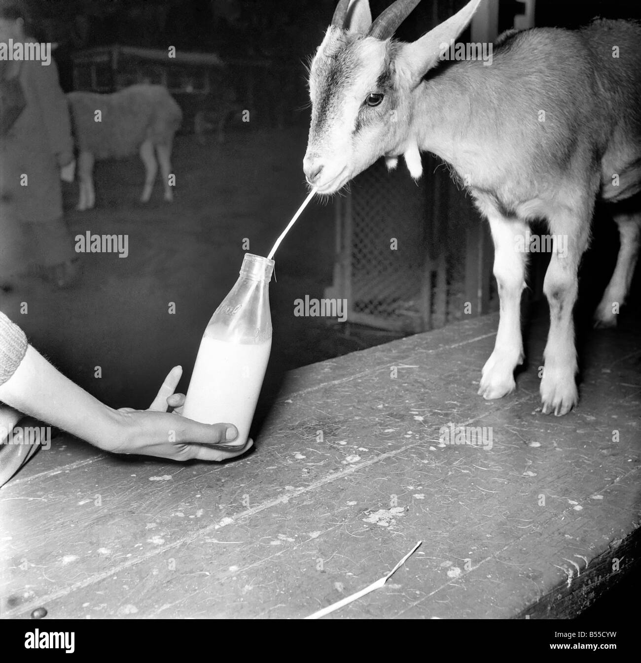 Animals: Goats. Woman feeds goat milk. November 1953 D6103 Stock Photo