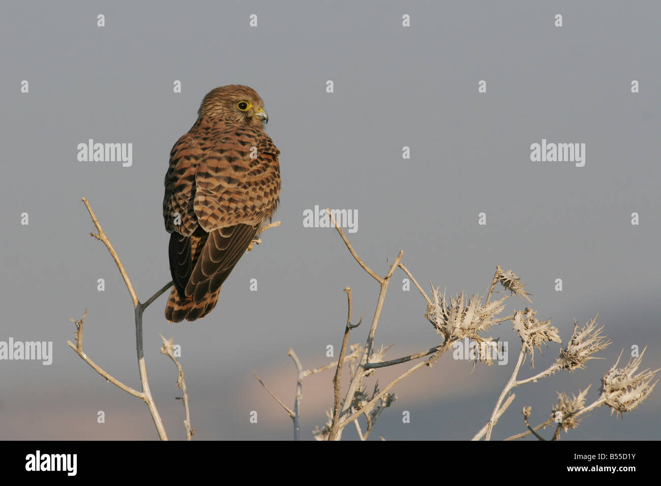 Common Kestrel Falco tinnunculus is a bird of prey species belonging to the kestrel group of the falcon family Falconidae Stock Photo