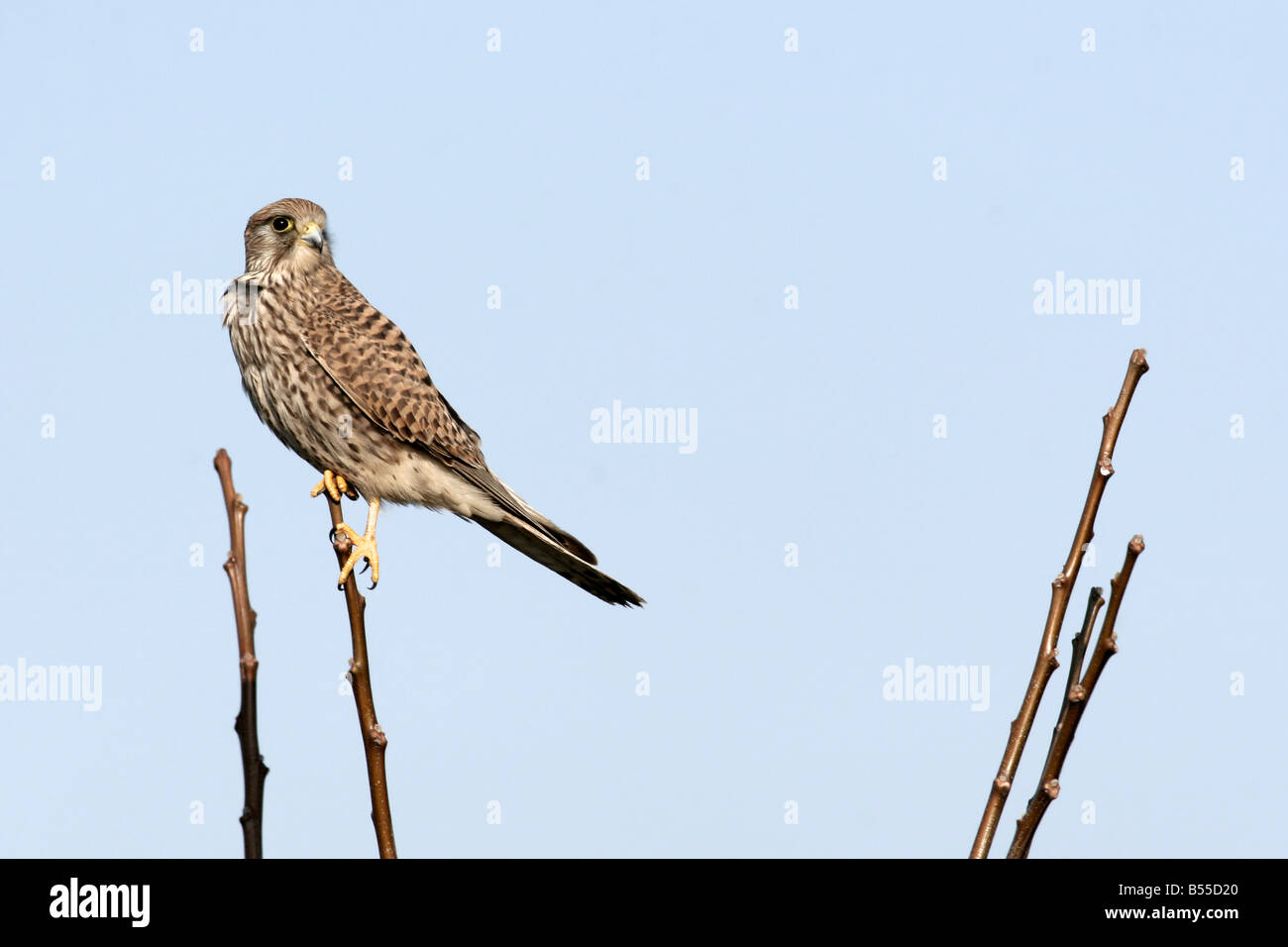 Common Kestrel Falco tinnunculus is a bird of prey species belonging to the kestrel group of the falcon family Falconidae Stock Photo