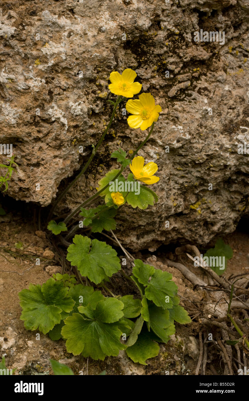 A rock buttercup Ranunculus rupestris at Ronda Andalucia South west Spain Stock Photo