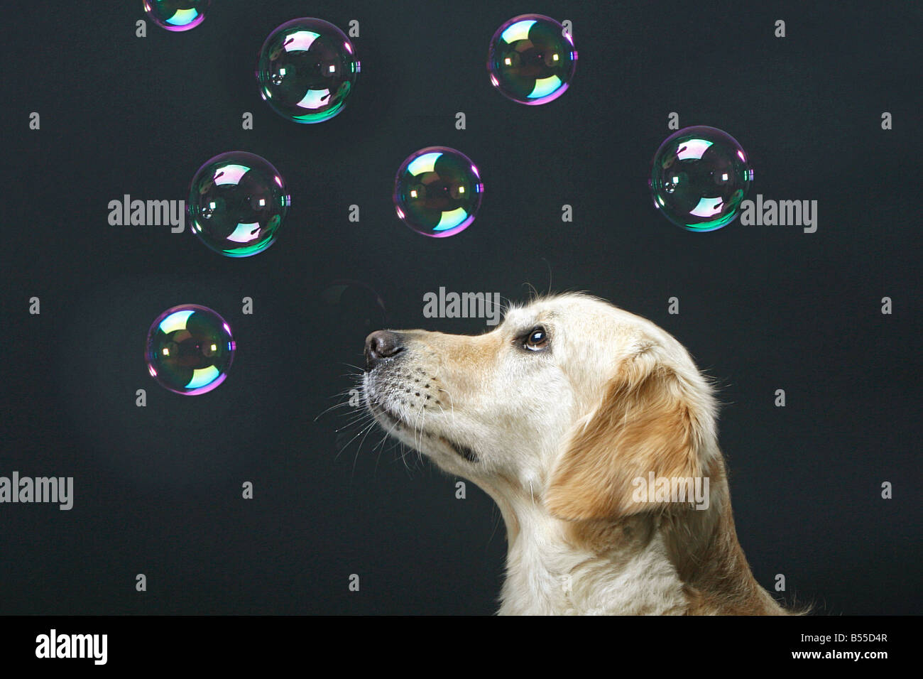 Golden Retriever watching soap bubbles Stock Photo Alamy
