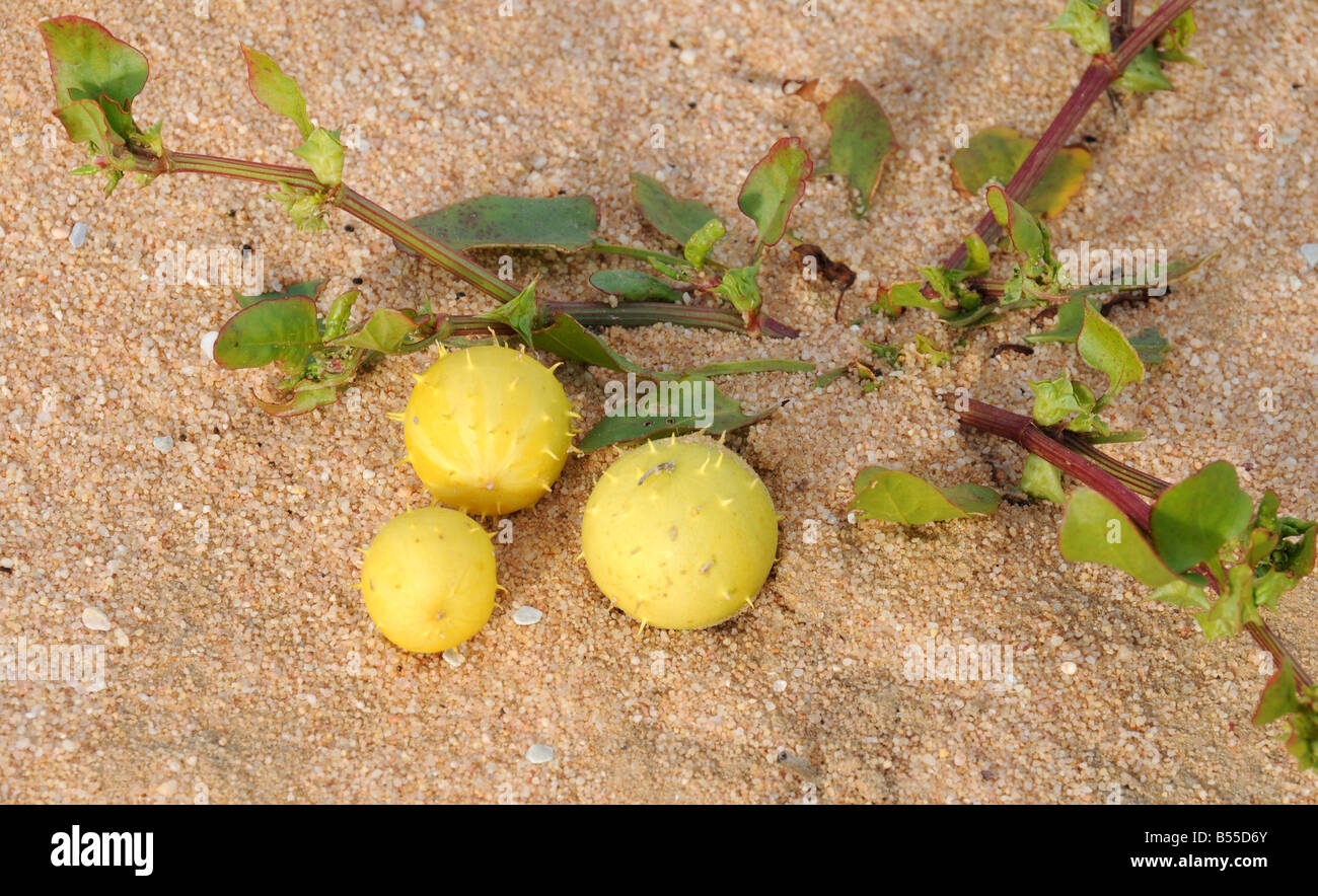 Emex australis hi-res stock photography and images - Alamy