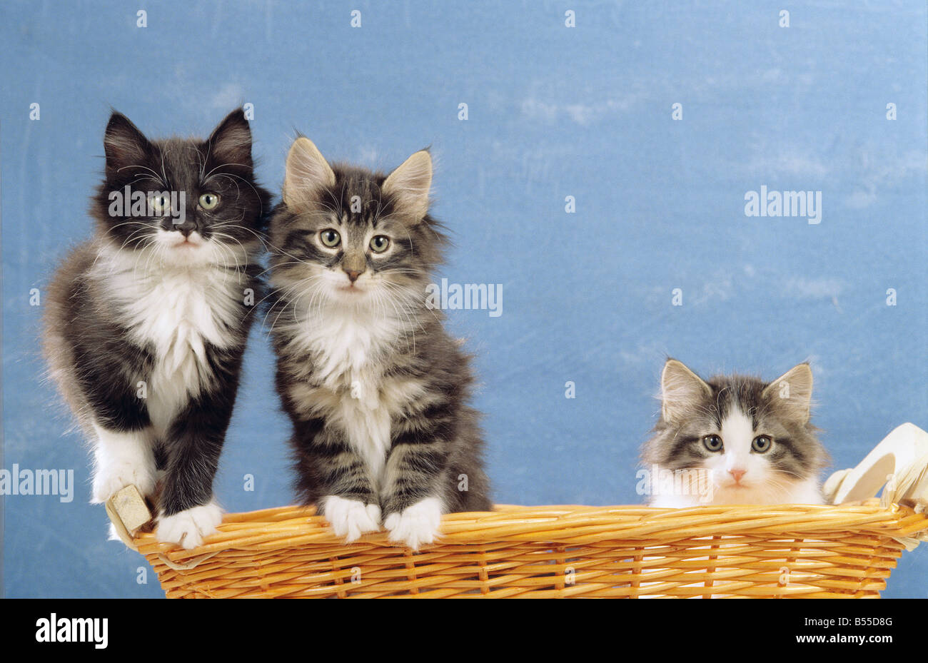 three young Norwegian Forest cats in basket Stock Photo