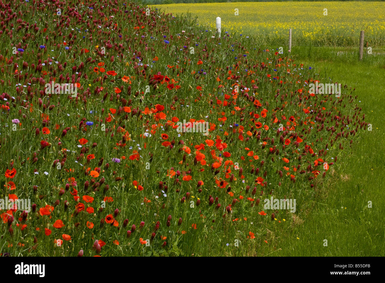 Field Poppies Papaver rhoeas and Crimson Clover Trifolium incarnatum ssp incarnatum planted mixture France Stock Photo